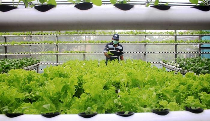 TRAINING HIDROPONIK UNTUK PERSIAPAN PENSIUN